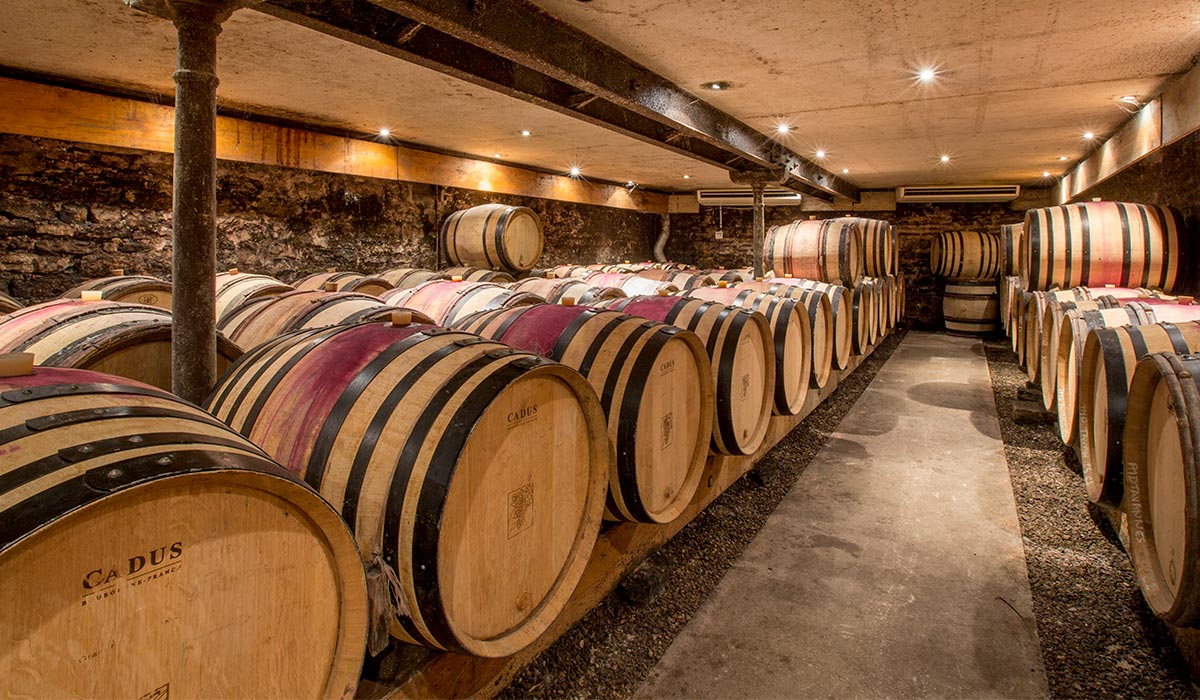 The red wines cellar
